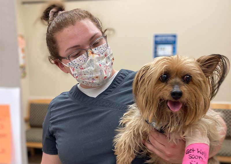 Dog Veterinary Care, Garrettsville